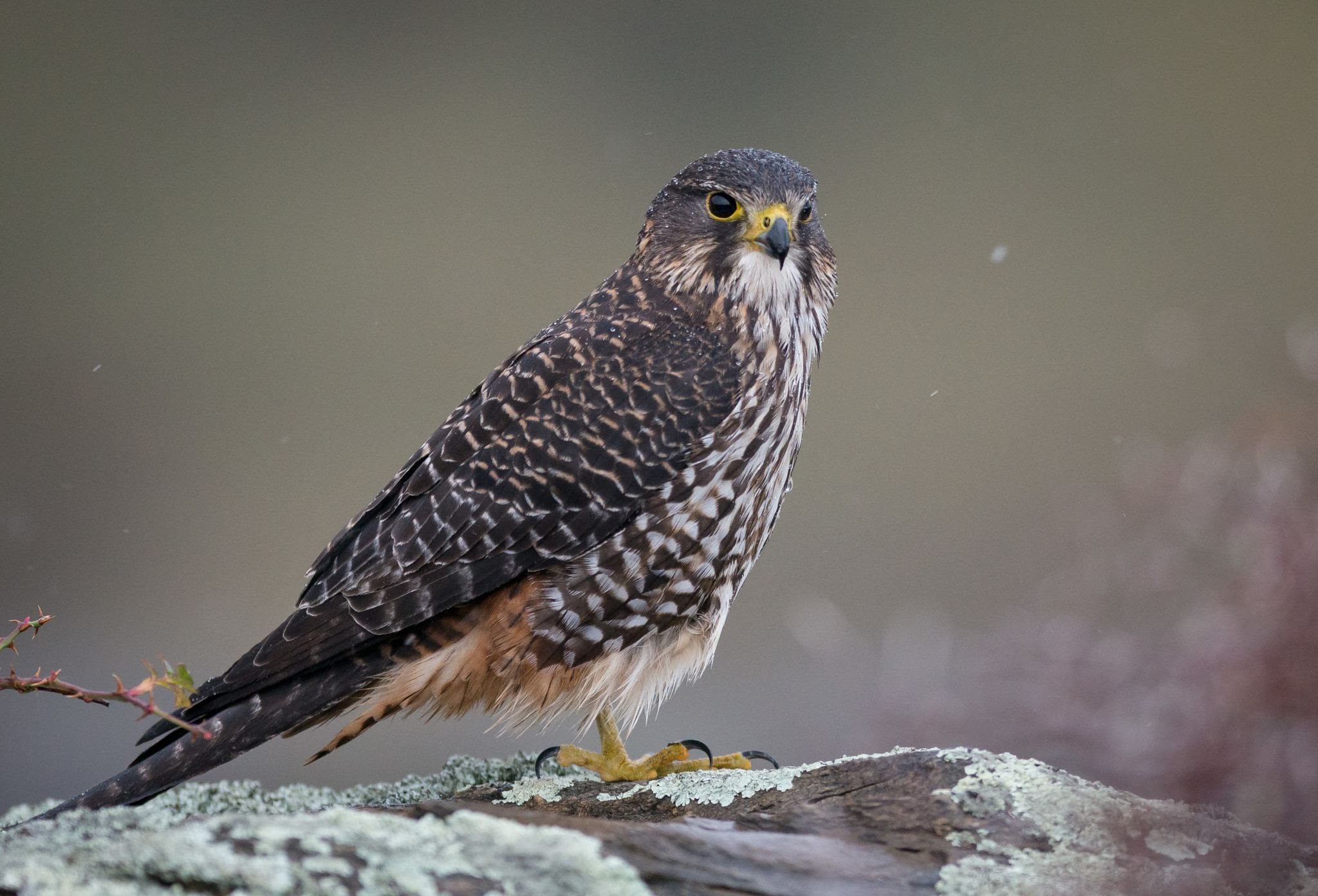 New Zealand falcon - Karearea